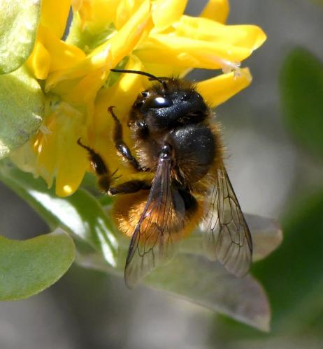 Osmia tricornis